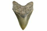 Serrated, Fossil Megalodon Tooth - North Carolina #346334-1